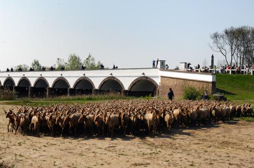 Hortobágy, magyar racka juhok a Kilenclyukú hídnál-stock-foto