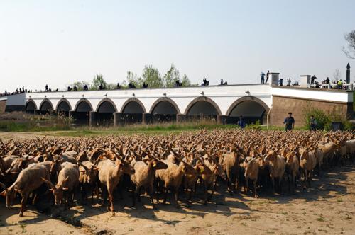 Hortobágy, magyar racka juhok a Kilenclyukú hídnál-stock-foto