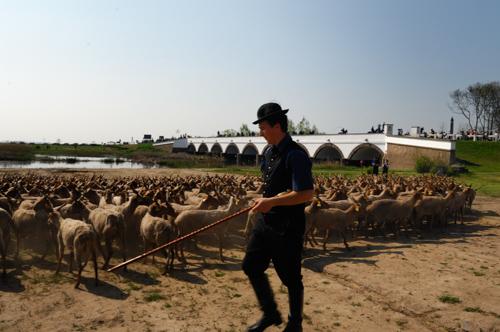 Hortobágy, magyar racka juhok a Kilenclyukú hídnál-stock-foto