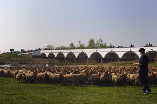 Hortobágy, magyar racka juhok a Kilenclyukú hídnál-stock-foto