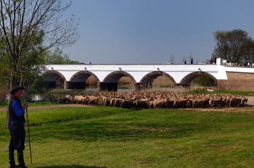 Hortobágy, magyar racka juhok a Kilenclyukú hídnál-stock-foto