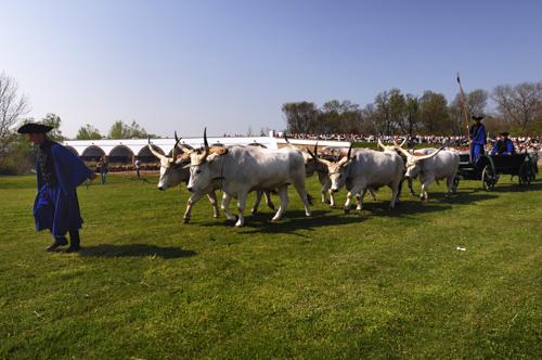 Hortobágy, hat ökrös szekér a Kilenclyukú hídnál-stock-foto