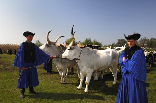 Hortobágy, hat ökrös szekér-stock-foto