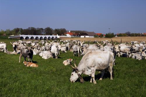 Hortobágy, magyar szürkemarha gulya a Kilenclyukú hídnál-stock-photo