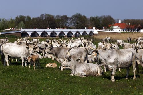 Hortobágy, magyar szürkemarha gulya a Kilenclyukú hídnál-stock-foto