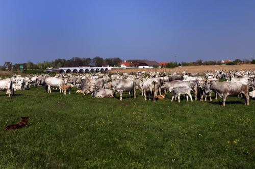Hortobágy, magyar szürkemarha gulya a Kilenclyukú hídnál-stock-foto