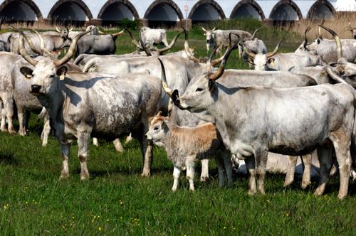 Hortobágy, magyar szürkemarha gulya a Kilenclyukú hídnál-stock-foto