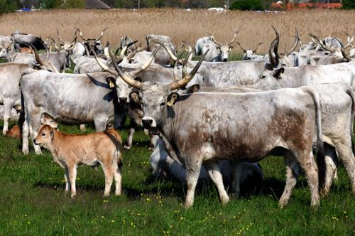 Magyar szürkemarha gulya Hortobágyon-stock-foto