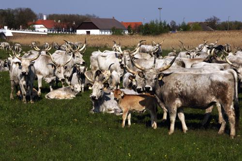 Magyar szürkemarha gulya Hortobágyon-stock-foto