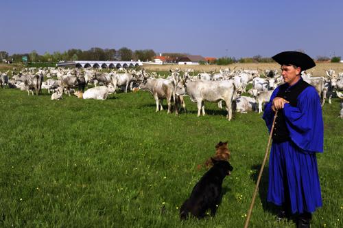 Hortobágy, magyar szürkemarha gulya a Kilenclyukú hídnál-stock-foto