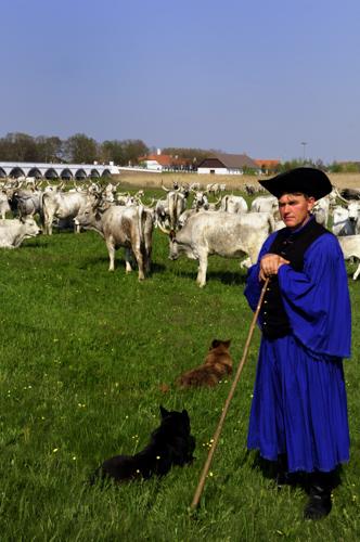 Hortobágy, magyar szürkemarha gulya a Kilenclyukú hídnál-stock-foto