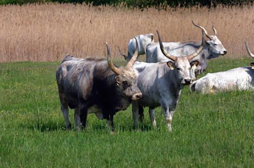 Magyar szürkemarha gulya Hortobágyon-stock-foto