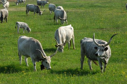 Magyar szürkemarha gulya Hortobágyon-stock-foto
