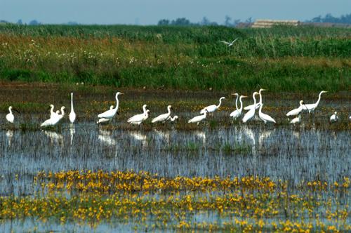 Vizes élőhely a Hortobágyon-stock-foto