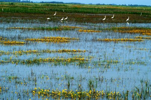 Vizes élőhely a Hortobágyon-stock-foto