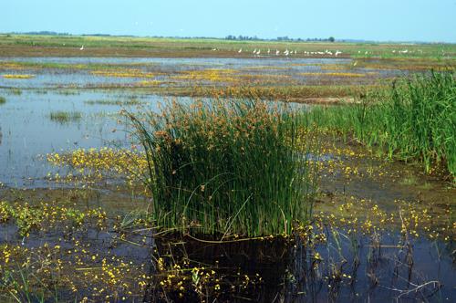 Vizes élőhely a Hortobágyon-stock-foto