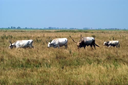 Magyar szürkemarha gulya Hortobágyon-stock-foto