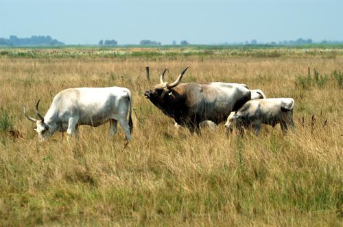 Magyar szürkemarha gulya Hortobágyon-stock-foto