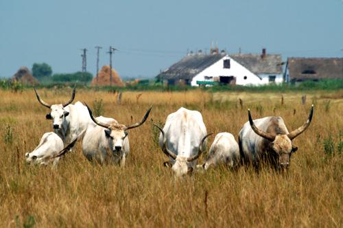 Magyar szürkemarha gulya Hortobágyon-stock-foto