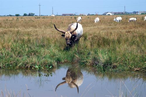 Magyar szürkemarha gulya Hortobágyon-stock-foto