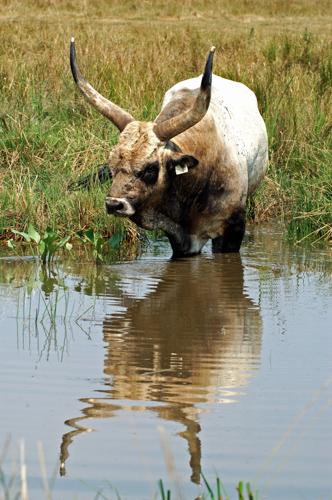 Magyar szürkemarha Hortobágyon-stock-foto