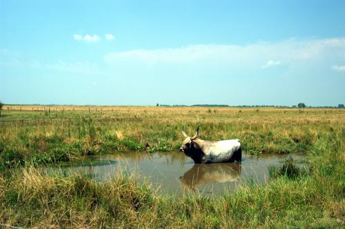 Magyar szürkemarha Hortobágyon-stock-foto