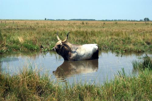 Magyar szürkemarha Hortobágyon-stock-foto