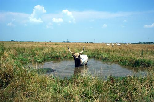 Magyar szürkemarha gulya Hortobágyon-stock-foto