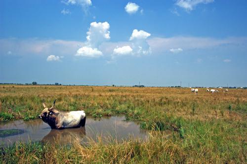 Magyar szürkemarha gulya Hortobágyon-stock-foto