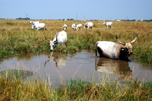 Magyar szürkemarha gulya Hortobágyon-stock-foto