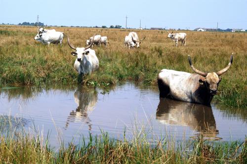 Magyar szürkemarha gulya Hortobágyon-stock-foto