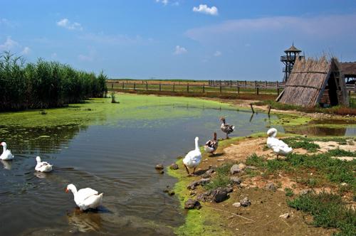 Hortobágy, Pusztai állatpark-stock-foto