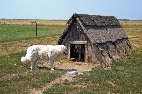 Hortobágy, Pusztai állatpark-stock-foto
