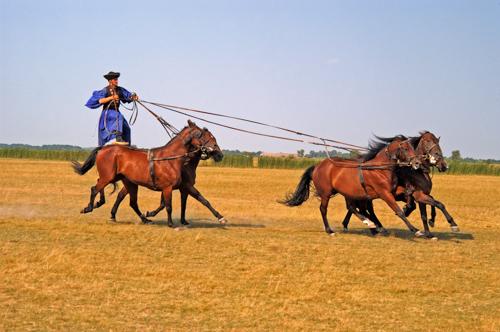 Csikós bemutató Hortobágyon-stock-photo