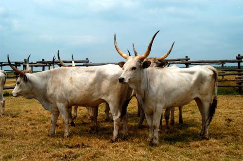 Magyar szürkemarha gulya Hortobágyon-stock-foto