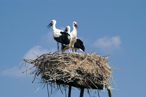 Gólyafészek a Hortobágyon-stock-foto