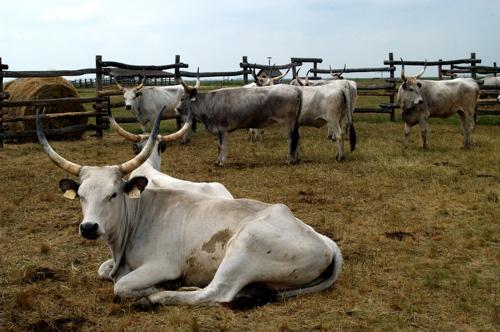 Magyar szürkemarha gulya Hortobágyon-stock-foto
