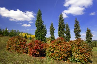A Pákozd-Sukorói Arborétum-stock-foto