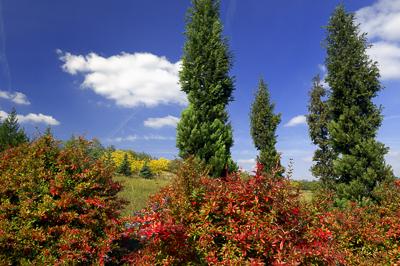 A Pákozd-Sukorói Arborétum-stock-foto