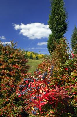 A Pákozd-Sukorói Arborétum-stock-foto