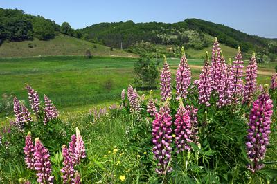 Virágmező Kissikátor határában-stock-foto