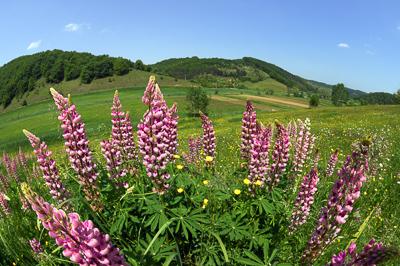 Virágmező Kissikátor határában-stock-foto