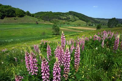 Virágmező Kissikátor határában-stock-foto
