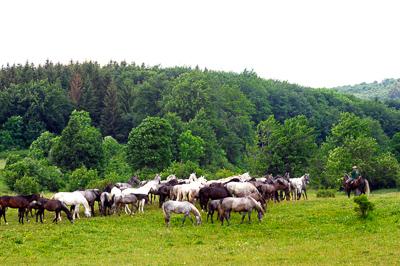 A Lipicai ménes a Bükk-fennsíkon-stock-photo