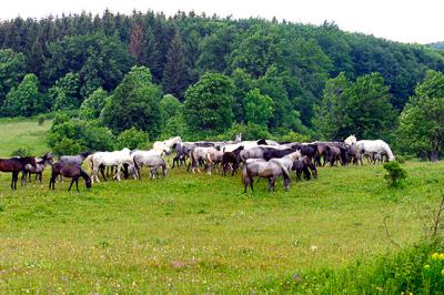 A Lipicai ménes a Bükk-fennsíkon-stock-photo
