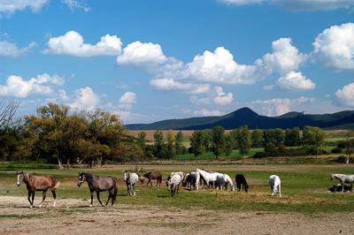 Lipicai lovak a szilvásváradi ménesben-stock-photo