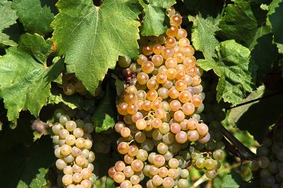 Szőlőültetvények Tokaj határában-stock-foto