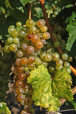 Szőlőültetvények Tokaj határában-stock-foto