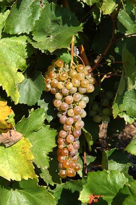 Szőlőültetvények Tokaj határában-stock-foto