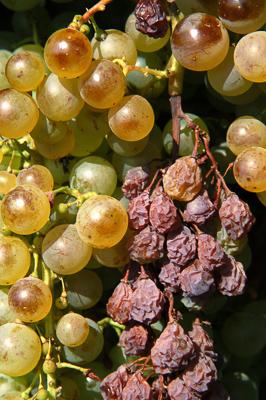 Szőlőültetvények Tokaj határában-stock-foto